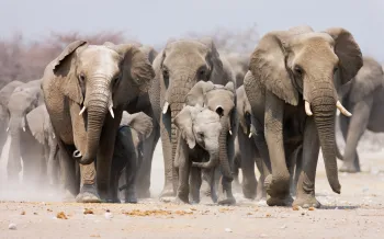 Herd of elephants