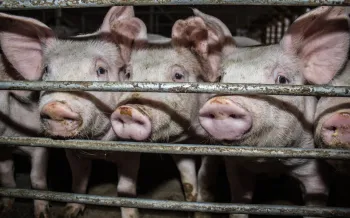 Pigs look out from an enclosure