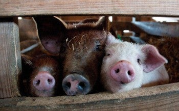 Pigs