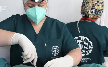 HSI veterinary team performing surgery in La Paz, Bolivia
