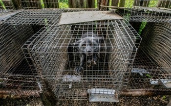 Mink on a fur farm