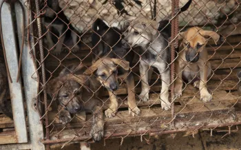 Dogs rescued from a dog meat facility in Viet Nam