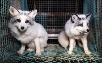 Two fox from a fur farm