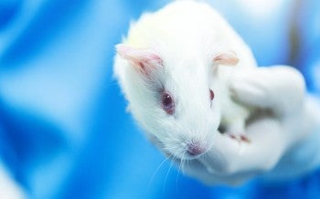 Guinea pig