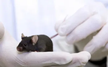 A mouse being handled