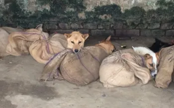 Victims of the dog meat trade in India