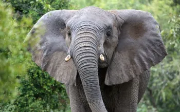 Close up of a wild African elephant