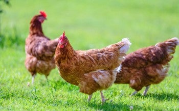 Chickens