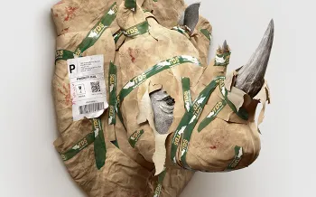 Working to end trophy hunting