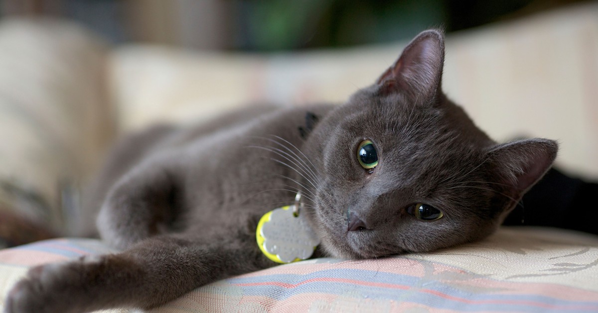 Should I Give My Cat Anti-Anxiety Medication? - Cat Anxiety Relief Products Reviews