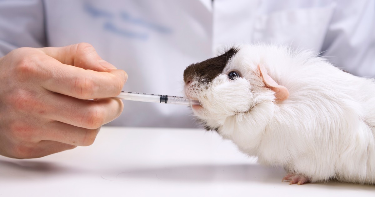 cigarette testing on animals Petition Ban Tobacco in Canada Animal testing and experiments FAQ