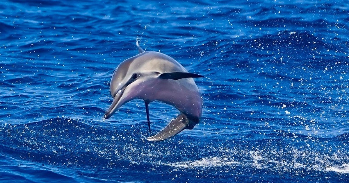 Mexico bans use of captive marine mammals for entertainment