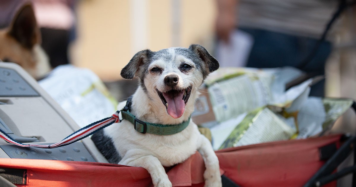 The Castners help animals in Washington state and beyond