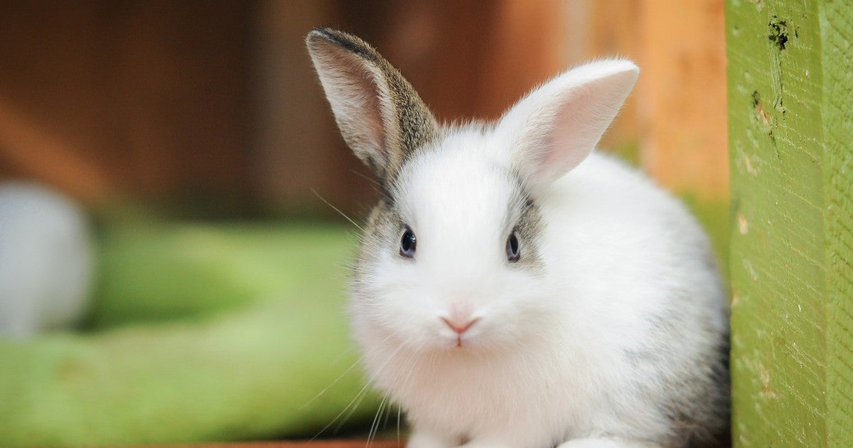 Rabbit | Wooden Animal Rabbit | Wooden Animal