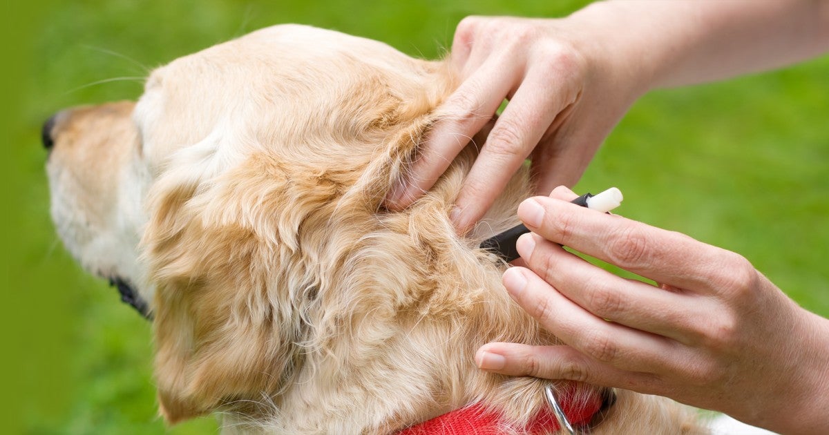Removing a tick from a dog discount