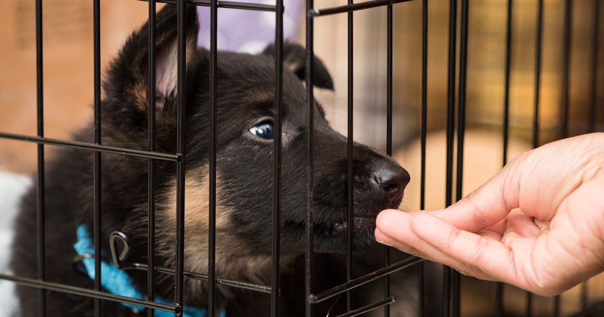 Top can you leave puppy in crate all day Top Sellers