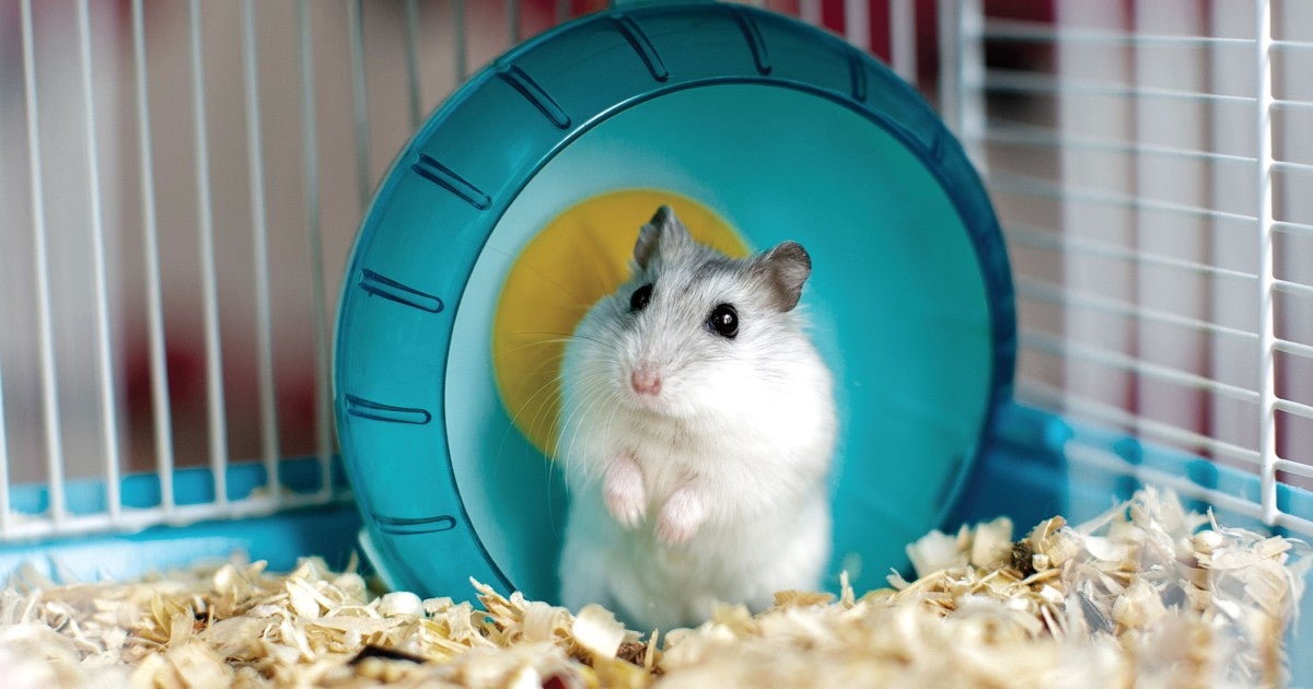 buy a gerbil