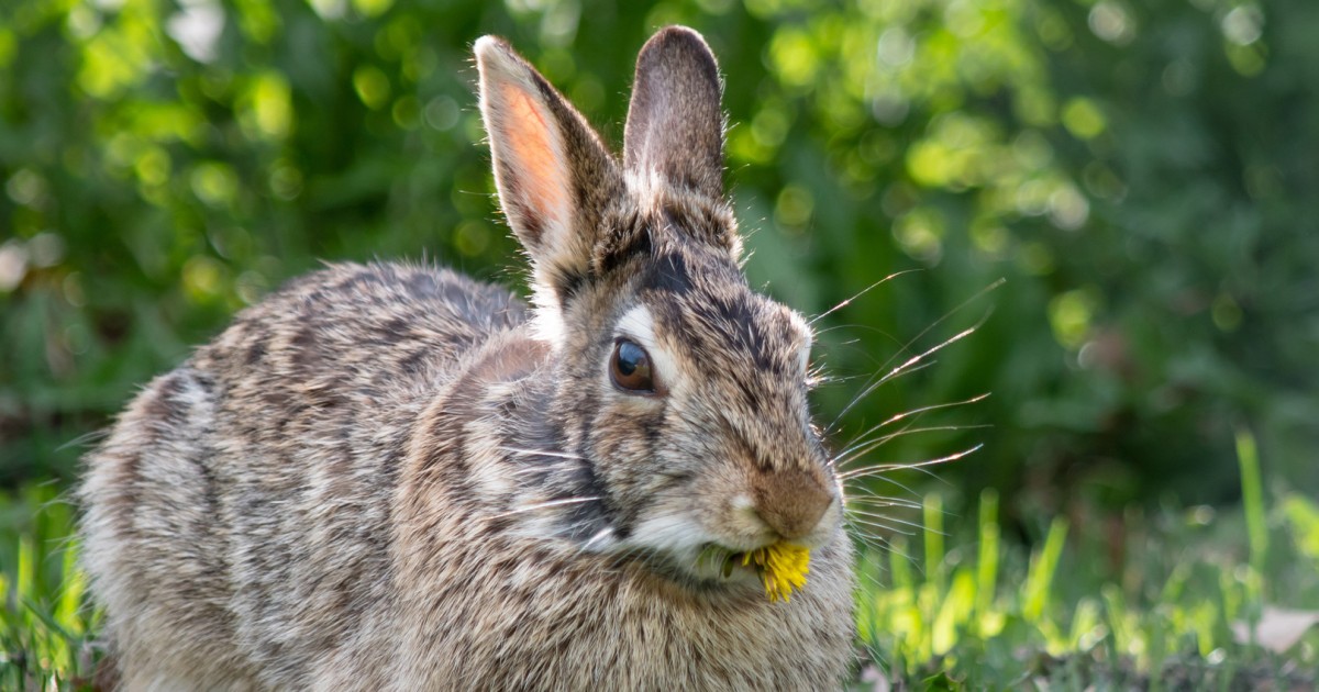 Catching Rabbits Florida Florida Catching Rabbit