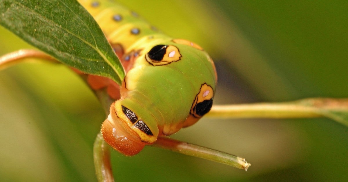 Caterpilar