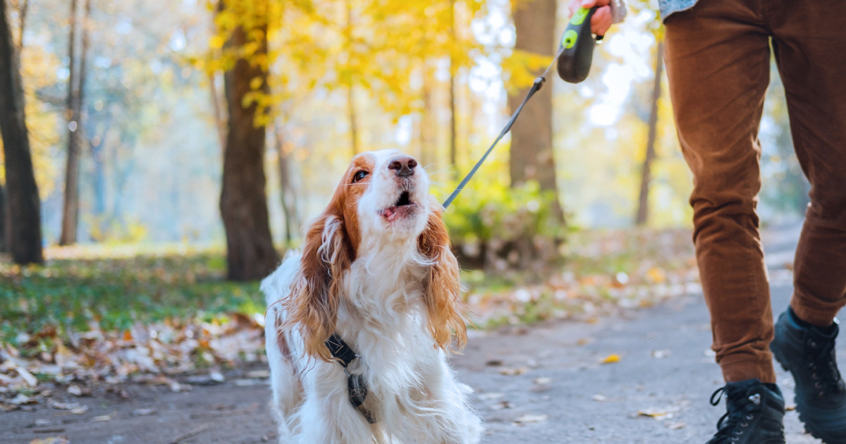 How to Get Your Dog to Stop Barking | Humane World for Animals