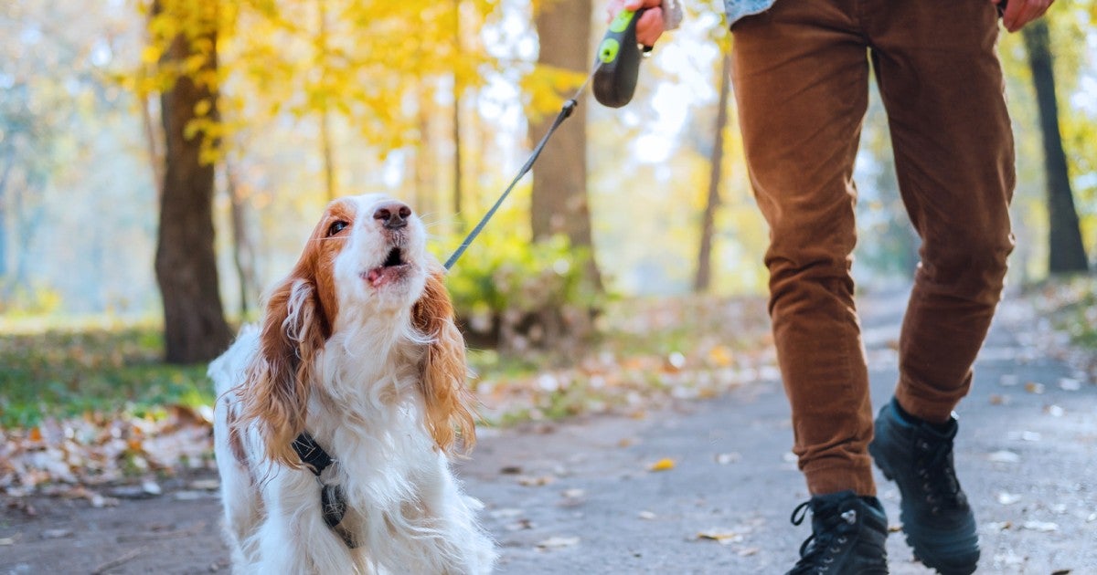 Why Do Dogs Bark?