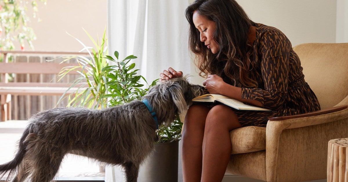 How to Stop Dog from Peeing on Couch: Effective Tips That Work