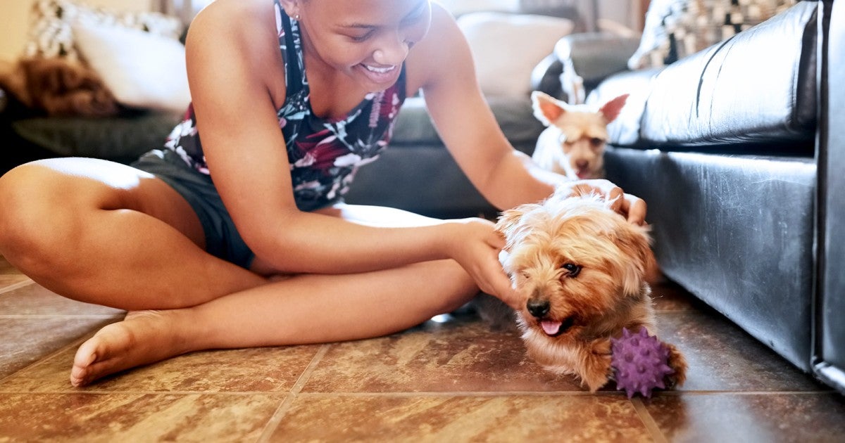 How to stop a dog from chewing top