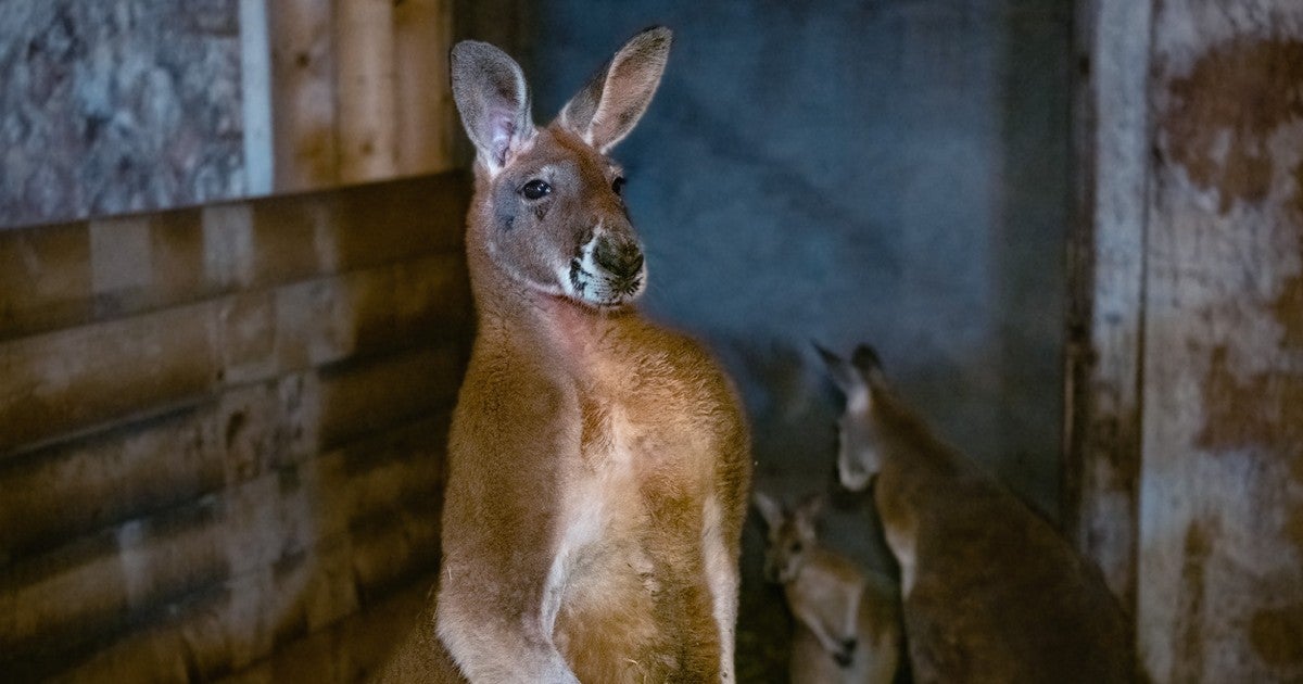 Out of the darkness | Humane World for Animals