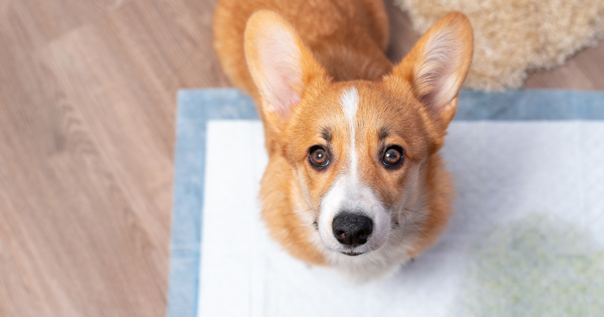 How to Potty Train a Puppy: Essential Housebreaking Tips for Success