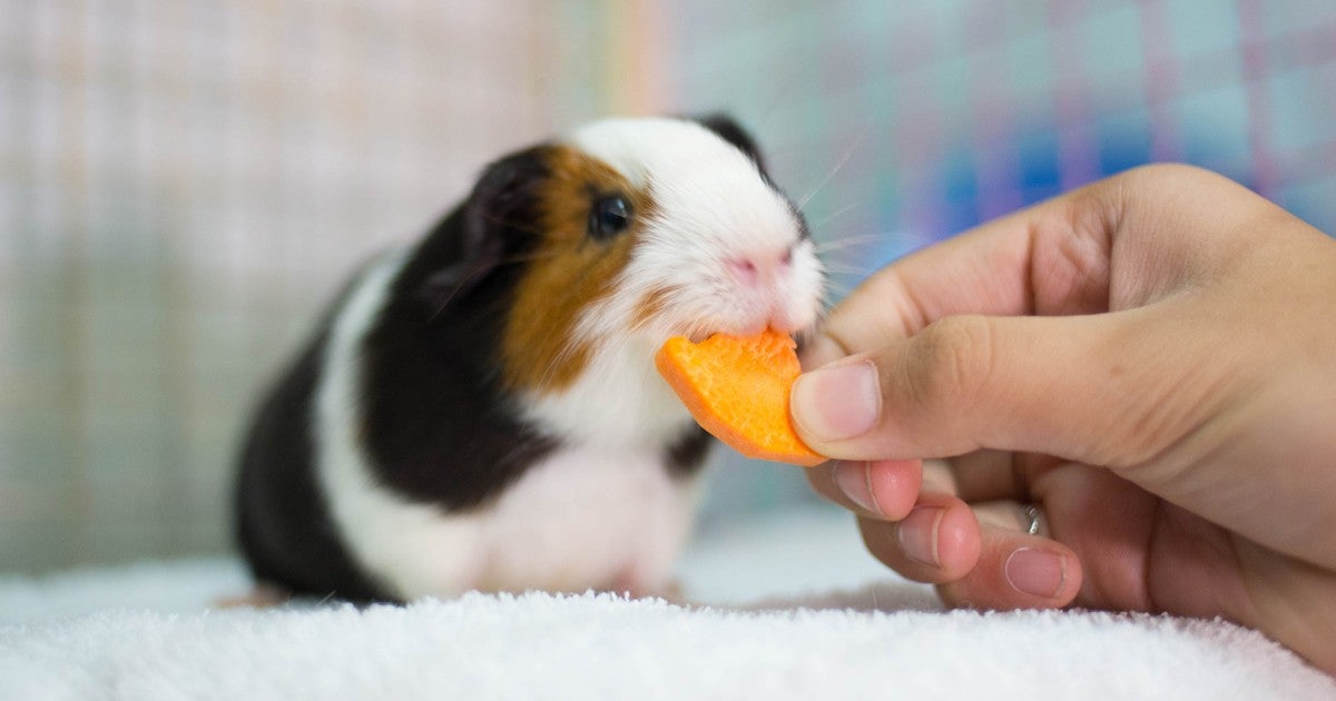 Pig Diet Hay For Guinea Pigs To Eat Eating Habits Do Guinea Pigs