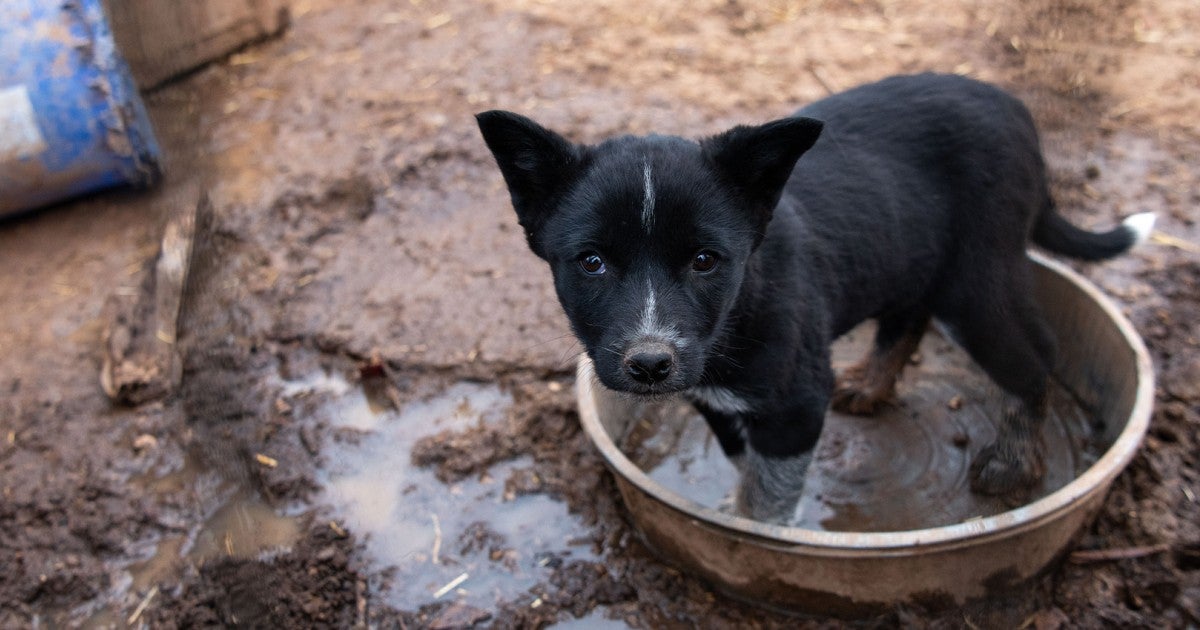 Animal cruelty facts and stats Animal cruelty facts and stats