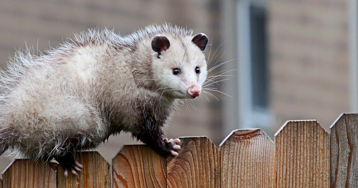 What to do about opossums | Humane World for Animals