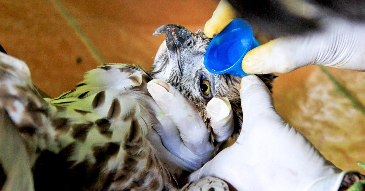 Find wildlife rescue and rehabilitators by state Humane World for Animals