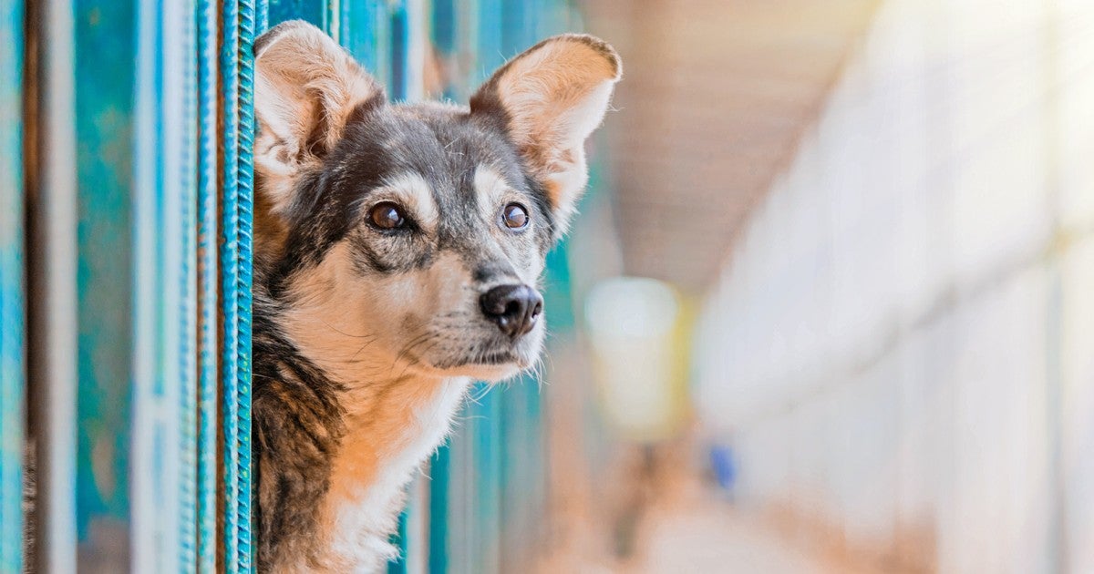 How to help animals in shelters | Humane Society of the United States