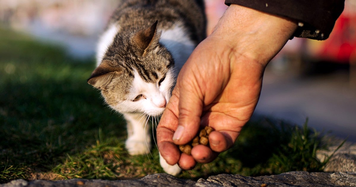 $5 Million “Forever Paws Home” to Rescue Stray Cats in Missouri – Fiatagri