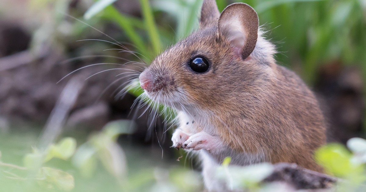 What to do about wild mice | Humane World for Animals