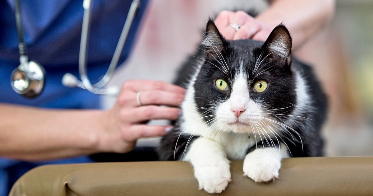 Having trouble affording your pet?