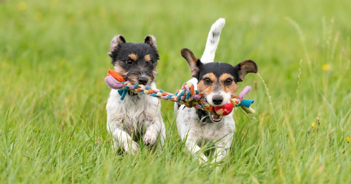 How to pick the best and safest dog toys | Humane World for Animals