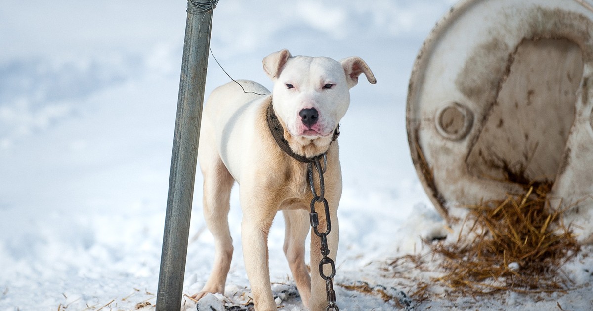 What to Do If You See a Pet Left Outside in Cold Weather | Humane World ...
