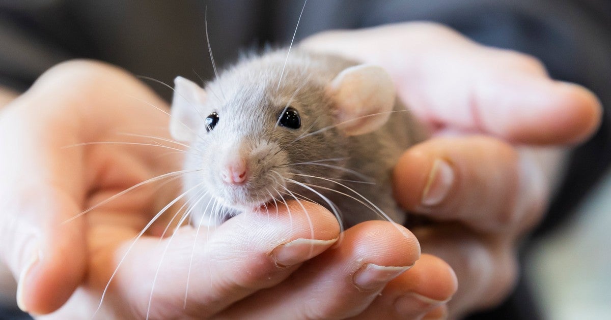 Is a rat the right pet for you Humane World for Animals