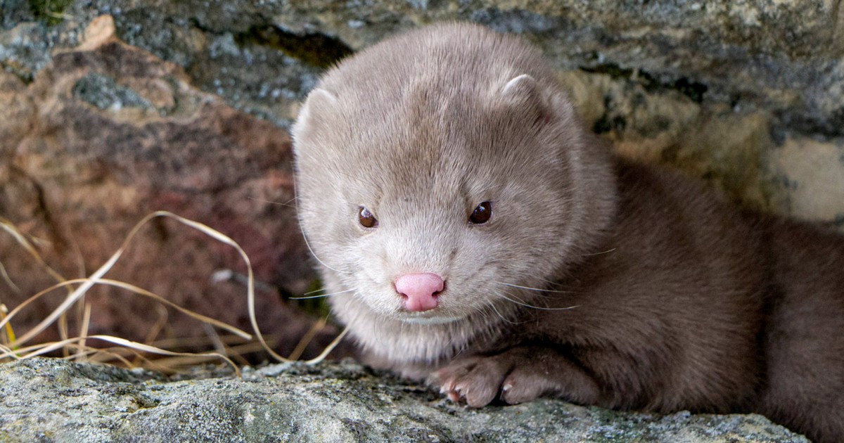 Mink_Hero.jpg?h=516e9758&itok=