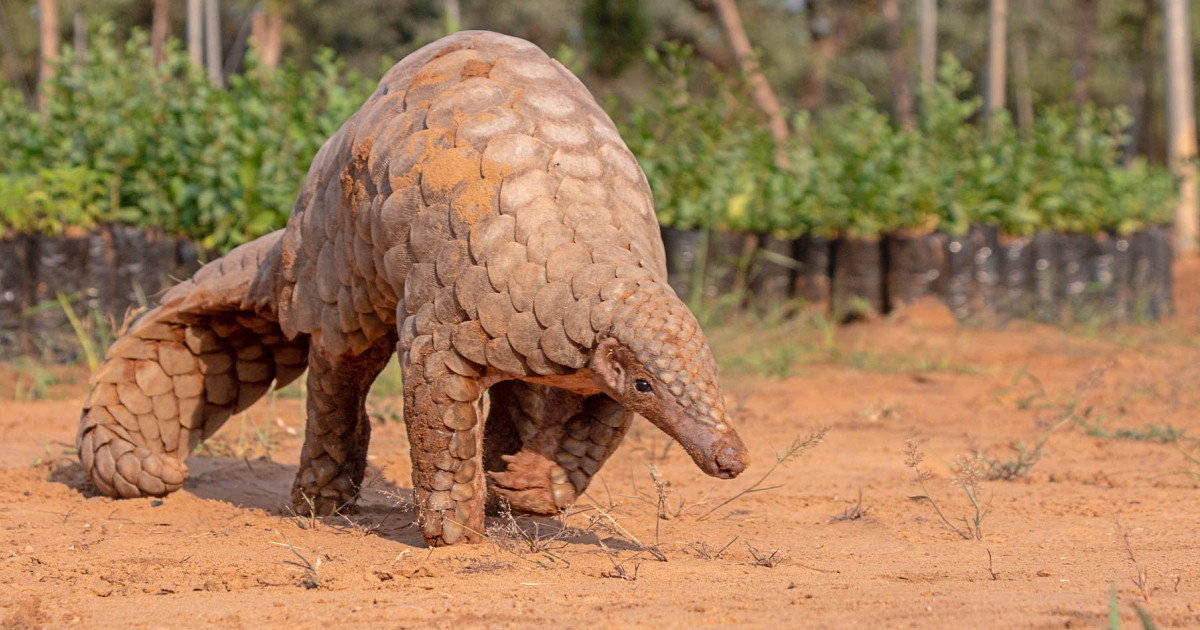 Why the US must take prompt action to save pangolins | Humane World for Animals