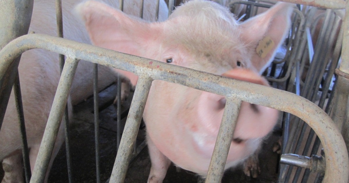 Supreme Court takes up pork industry s attempt to overturn California s
