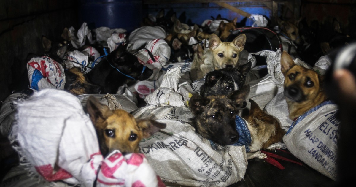 Police bust illegal slaughterhouse to save 53 terrified dogs | Humane ...