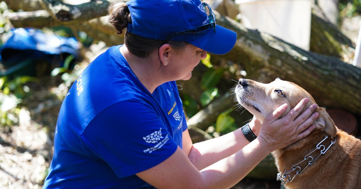 In pictures: Helping animals in the aftermath of Hurricane Ian | Humane ...