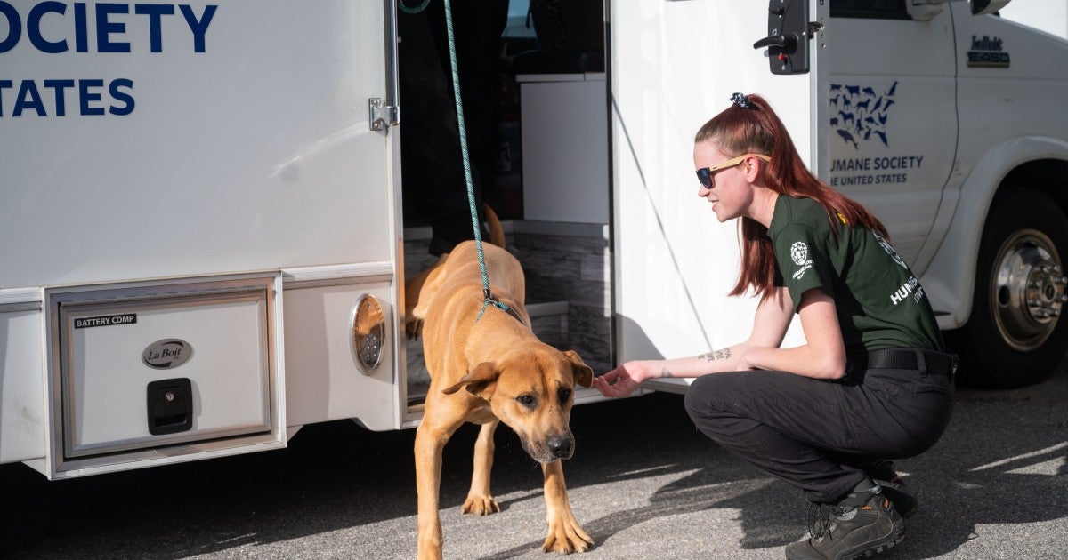 Breaking 34 dogs saved from South Korea’s dog meat industry arrive in