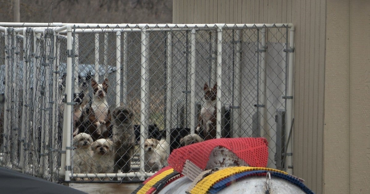 American Kennel Club opposed 450+ bills designed to help dogs