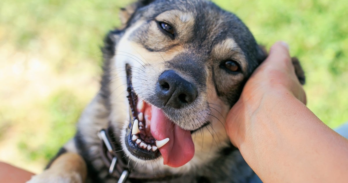 Breaking: In major blow to puppy mills, New York ends the sale of puppies in pet stores