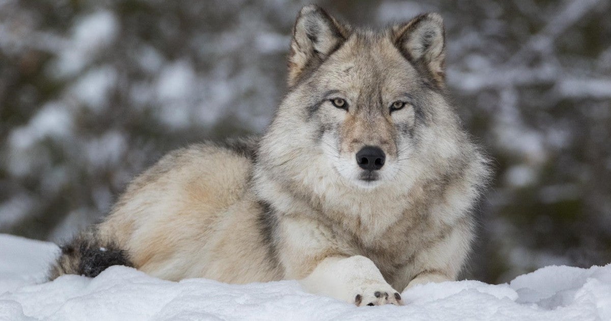 To save wolves, the US government must act now | Humane World for Animals