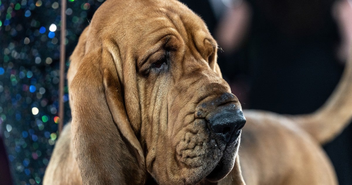 The Sad Reality Behind the 'Best in Show'